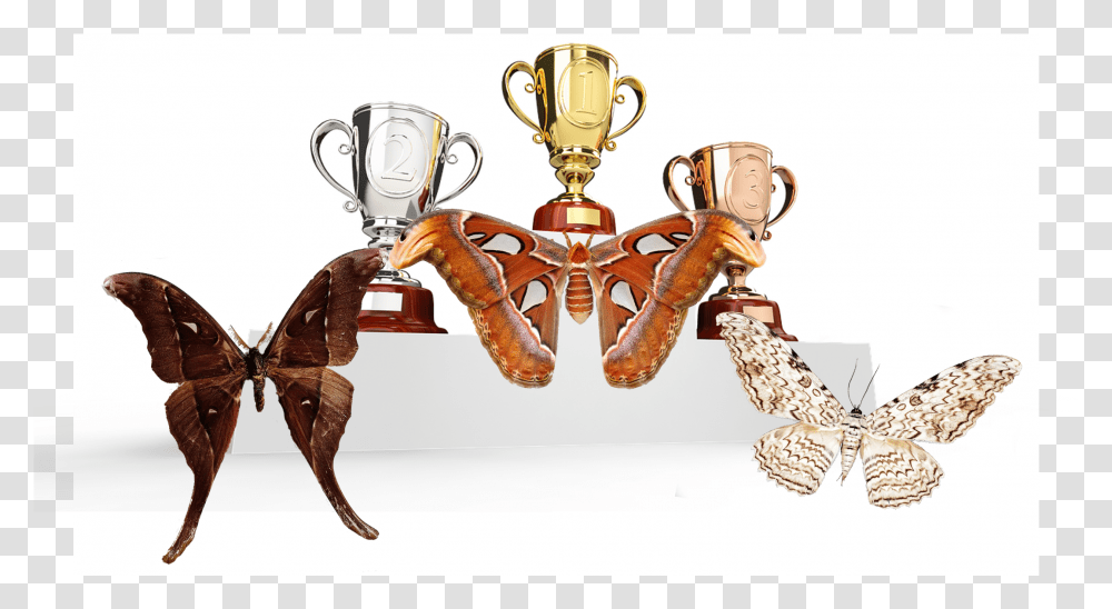 Moth Wings, Trophy, Gold, Apparel Transparent Png