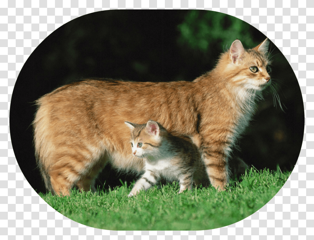 Mother Cat Gato Y Gatito, Manx, Pet, Mammal, Animal Transparent Png