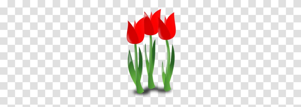 Mother Day Flowers Clip Art, Plant, Blossom, Tulip Transparent Png