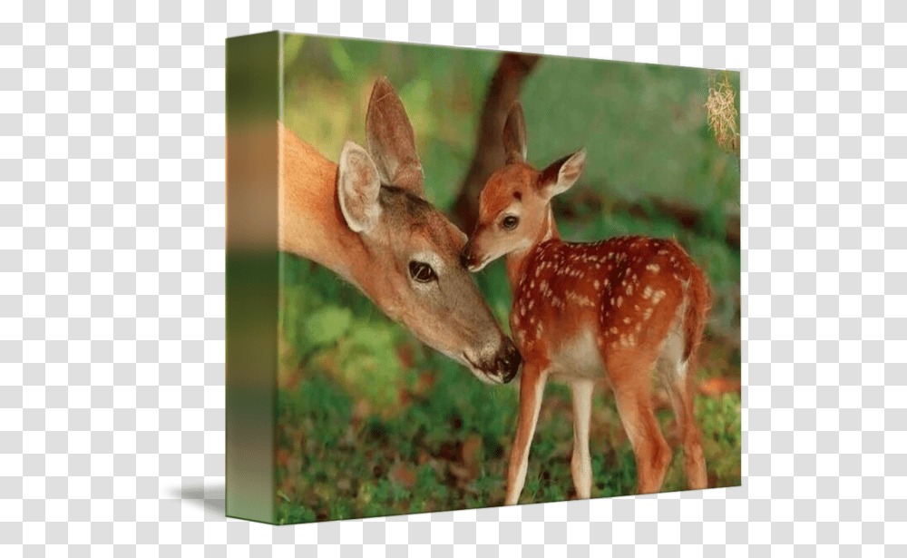 Mother Deer And Her Baby Fawn Motherquots Love By Janice Mother And Baby Deer, Antelope, Wildlife, Mammal, Animal Transparent Png