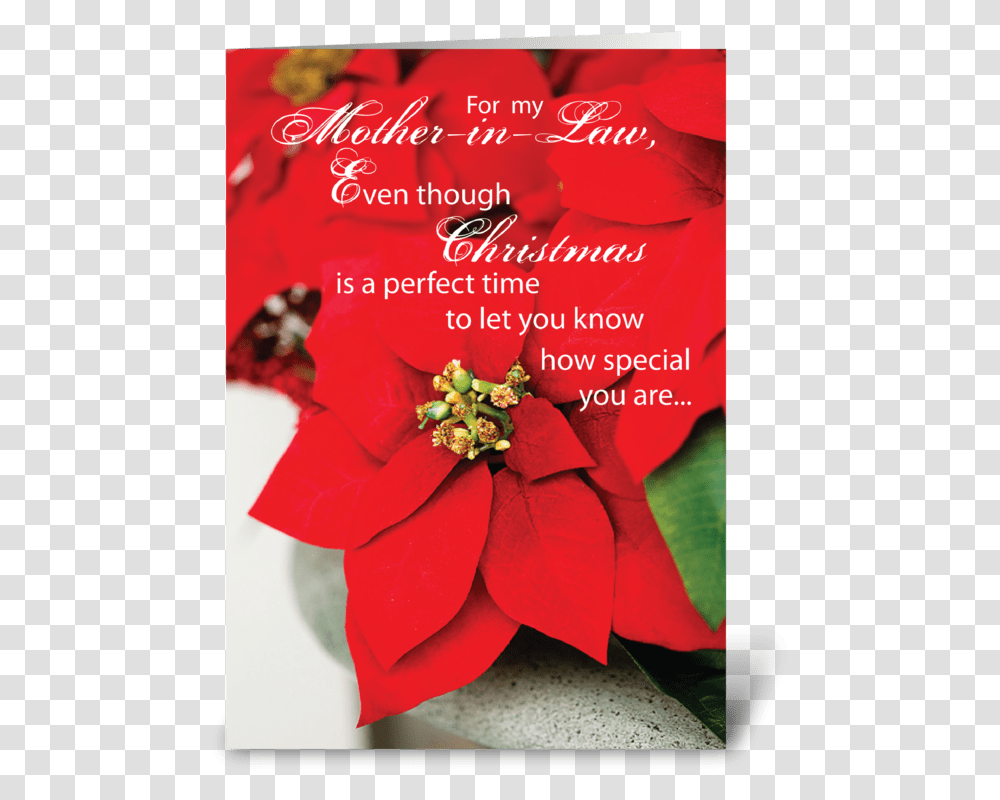 Mother In Law Christmas Poinsettia Greeting Card Greeting Cards For Parents, Envelope, Plant, Mail, Poster Transparent Png