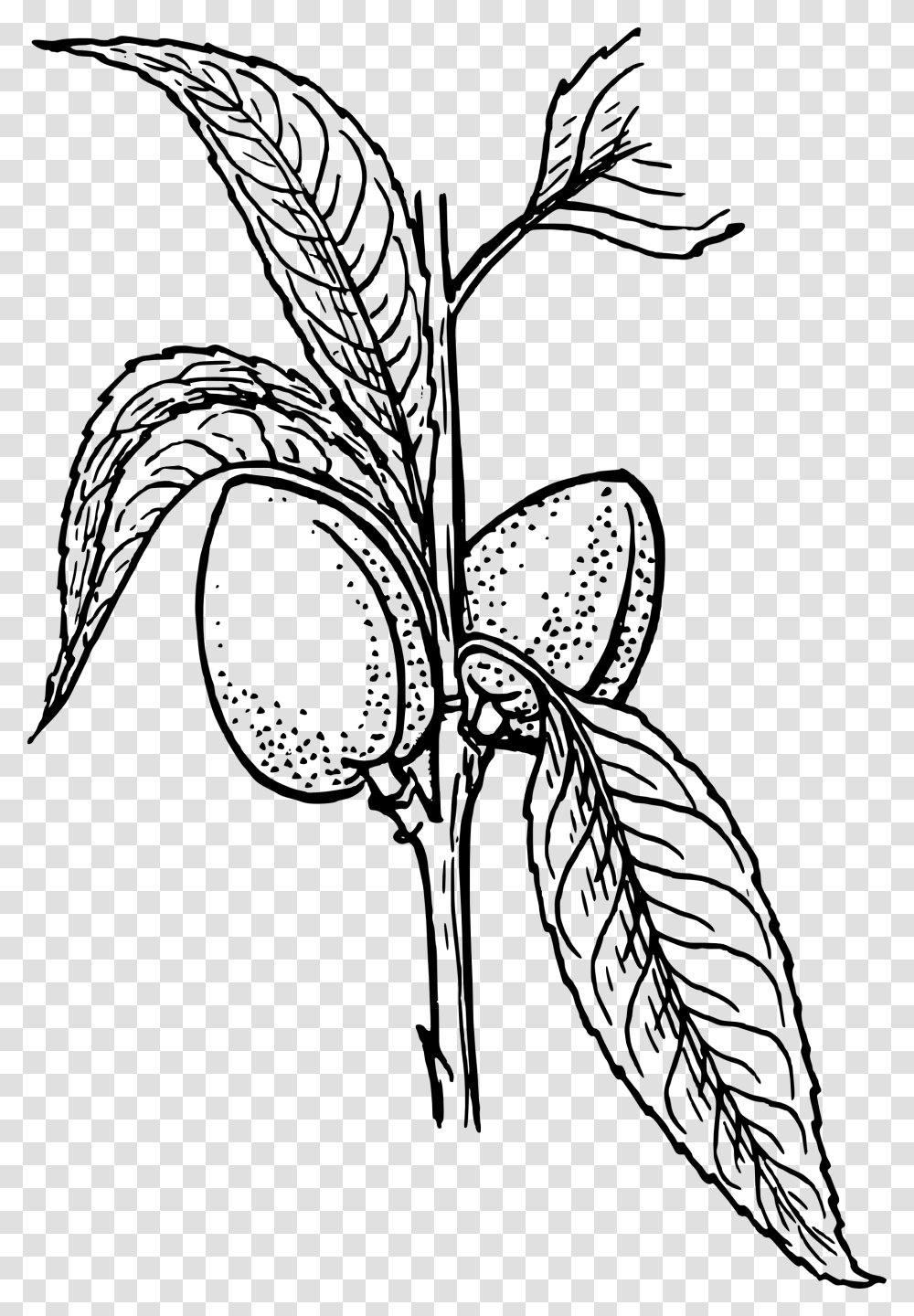 Mother's Day Clip Art Black White, Plant, Animal, Invertebrate, Insect Transparent Png
