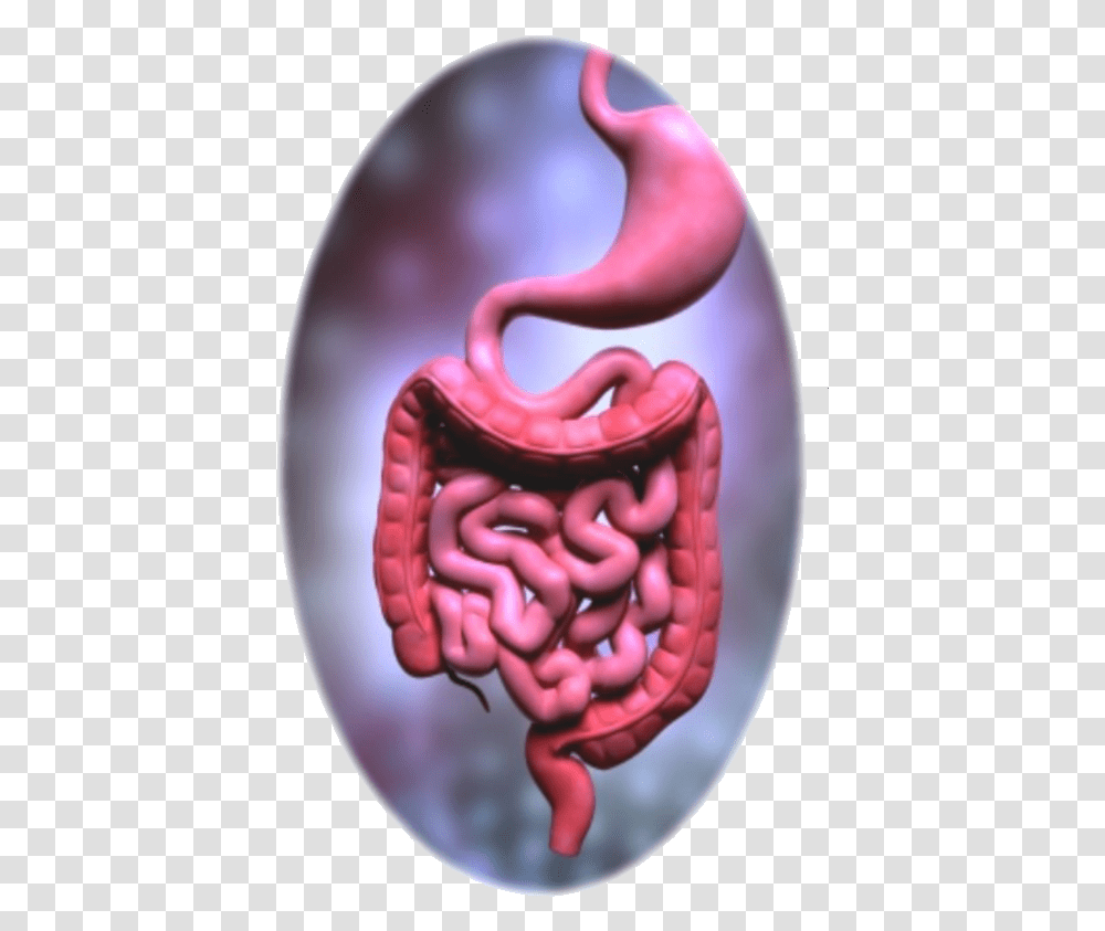 Mothernature Intestines Digestive System Organs Colours, Stomach, Heart, Mouth, Lip Transparent Png