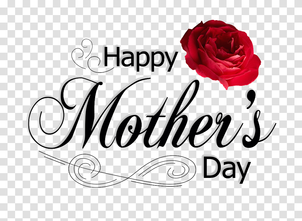 Mothers Day Hd Mothers Day Hd Images, Rose, Flower, Plant, Blossom Transparent Png