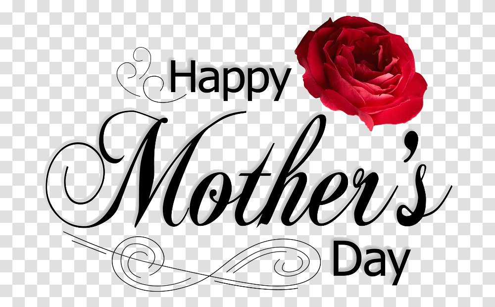 Mothers Day Pic, Rose, Flower, Plant, Blossom Transparent Png