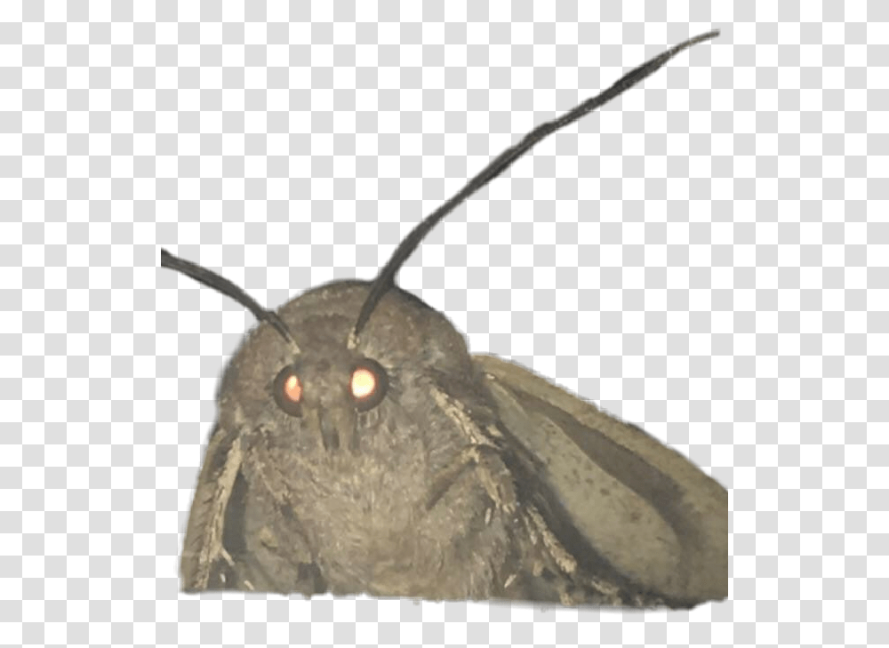 Mothmeme Made A Template For This New Moth Meme So Moth Meme Background, Butterfly, Insect, Invertebrate, Animal Transparent Png