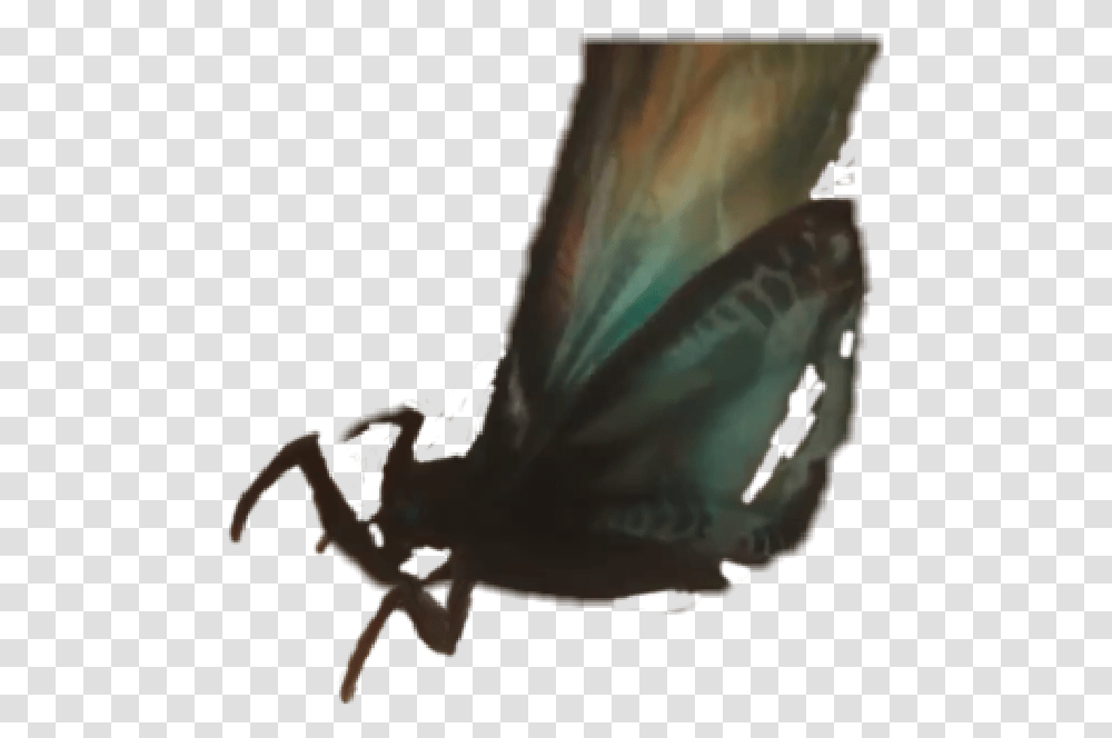 Mothra Brush Footed Butterfly, Animal, Invertebrate, Insect, Wasp Transparent Png
