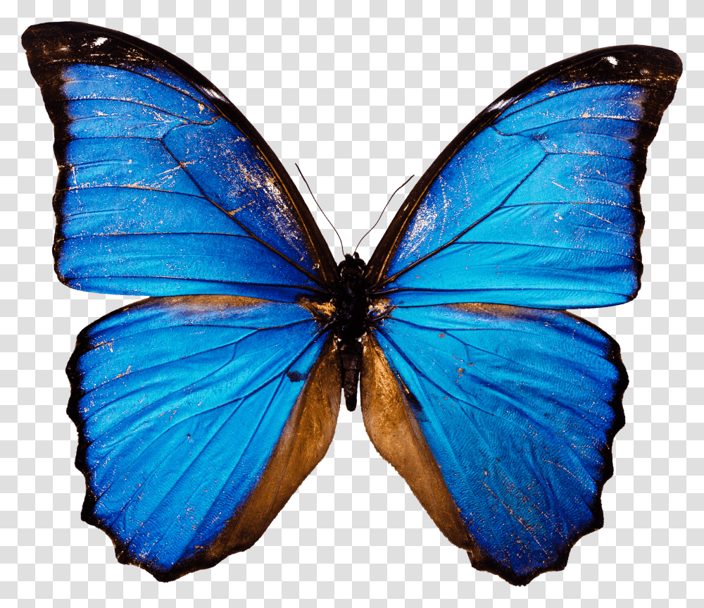 Moths And Blue Butterfly, Monarch, Insect, Invertebrate, Animal Transparent Png