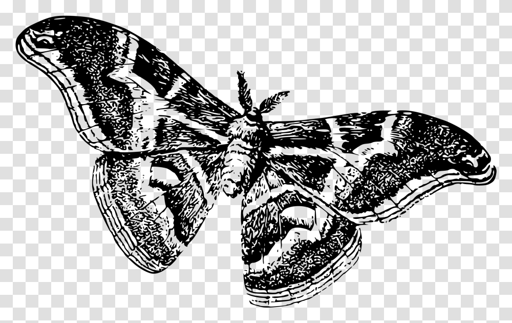 Moths Black And White, Gray, World Of Warcraft Transparent Png