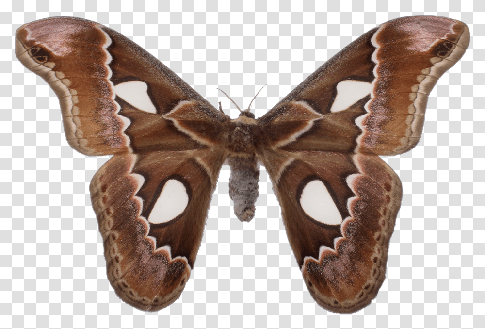 Moths Insects Tumblraesthetic Aglais Io, Butterfly, Invertebrate, Animal, Giraffe Transparent Png