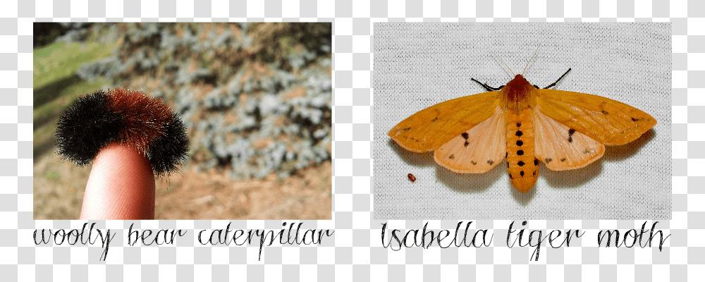 Moths Isabella Tiger Moth, Animal, Insect, Invertebrate, Butterfly Transparent Png