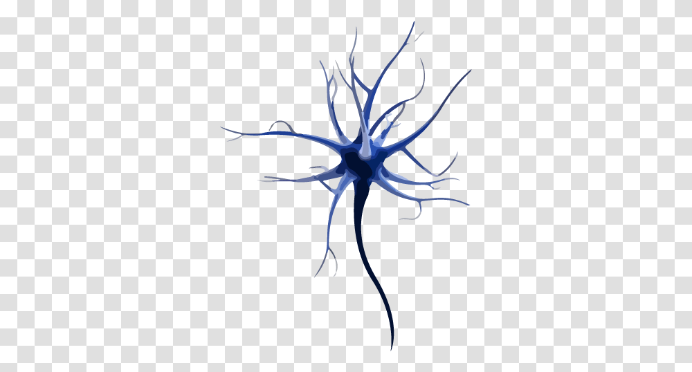 Motor Neurone Disease, Spider, Animal, Arachnid, Plant Transparent Png
