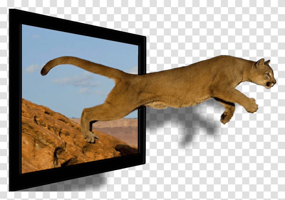 Mountain Amp Lion, Cougar, Wildlife, Mammal, Animal Transparent Png