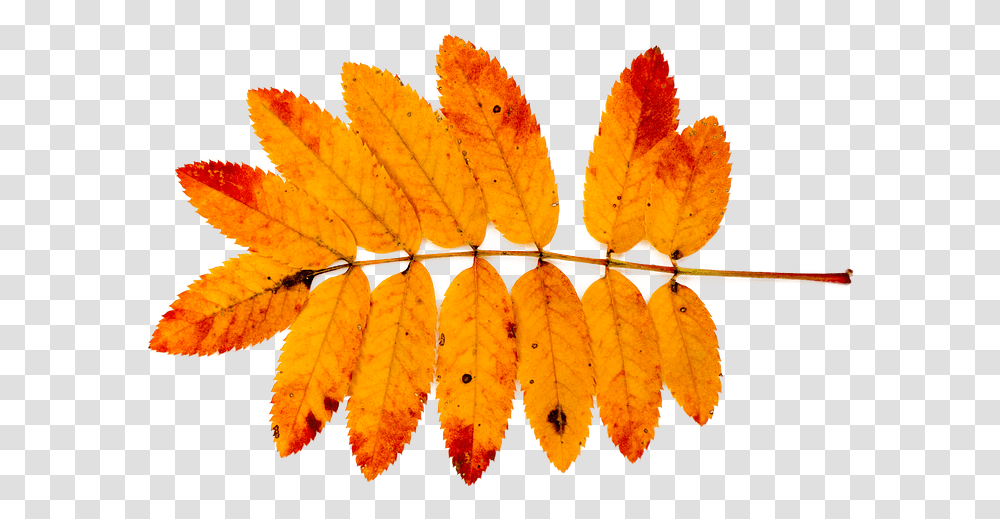 Mountain Ash Autumn Nature Leaves Red Orange Autumn Ash Leaf, Plant, Veins Transparent Png