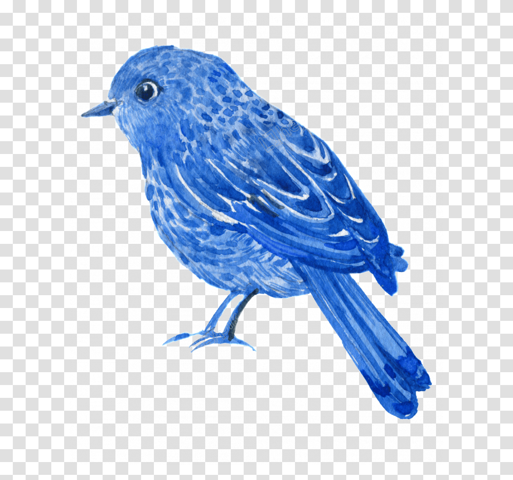 Mountain Bluebird, Animal, Jay, Canary Transparent Png