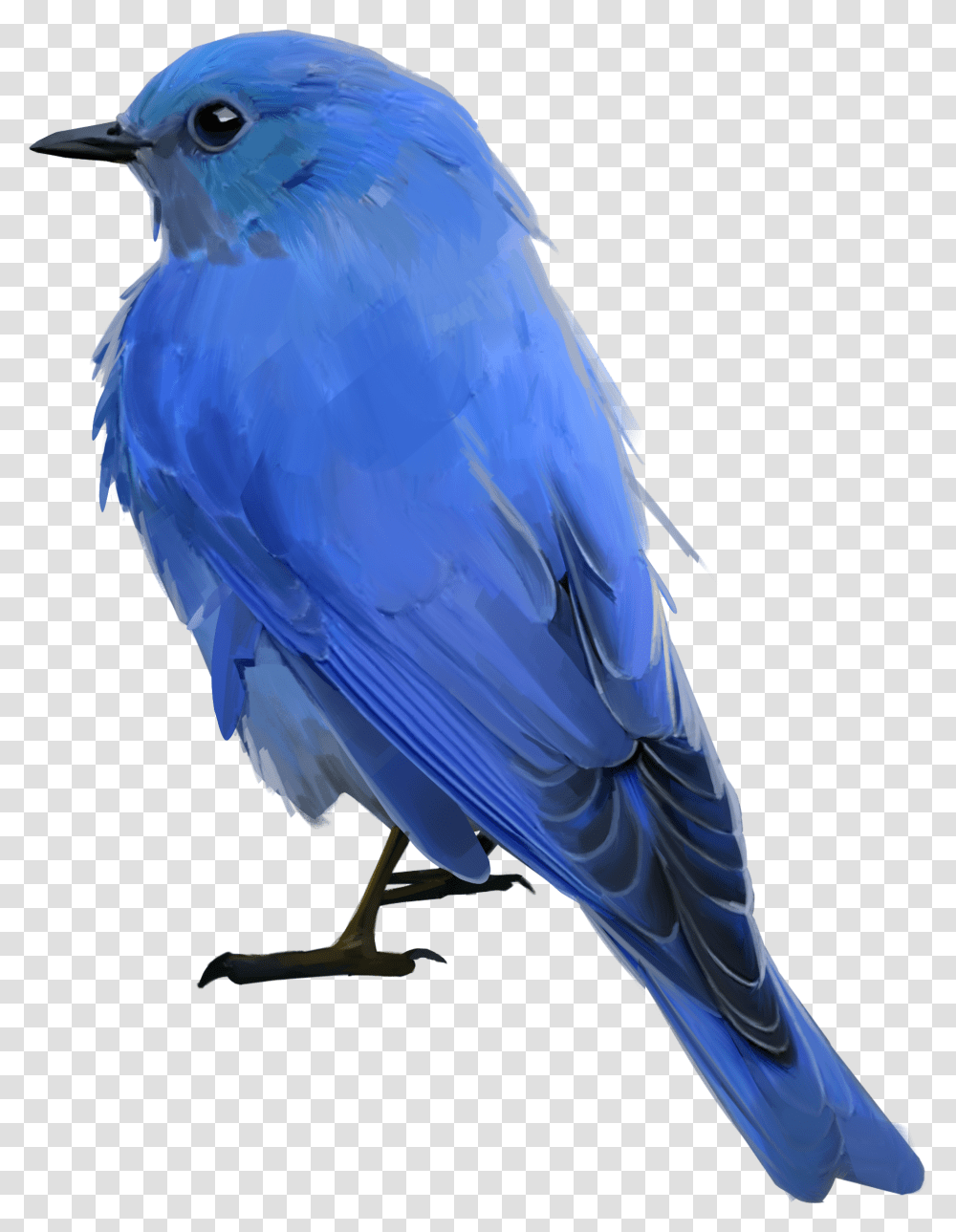 Mountain Bluebird Download Mountain Bluebird Background, Animal, Parrot Transparent Png