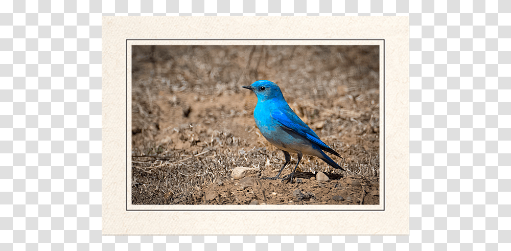 Mountain Bluebird Indigo Bunting, Animal, Jay, Blue Jay Transparent Png