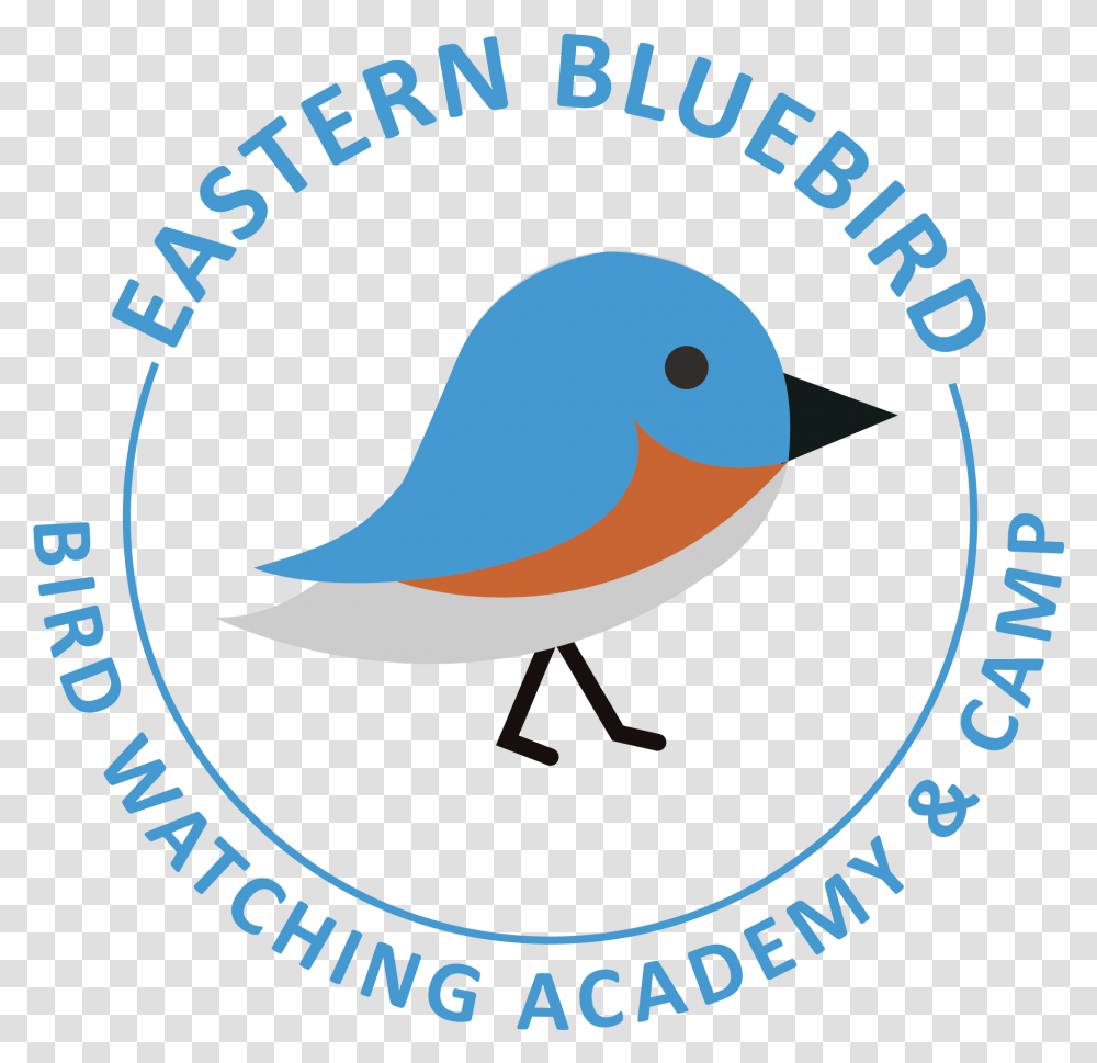 Mountain Bluebird, Animal, Poster Transparent Png