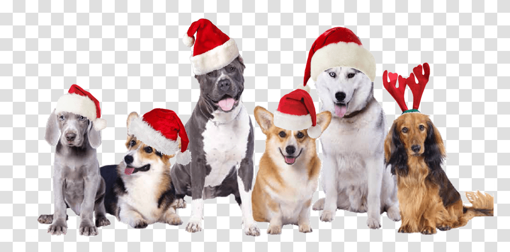 Mountain Dog Food Christmas Dog, Pet, Animal, Canine, Mammal Transparent Png