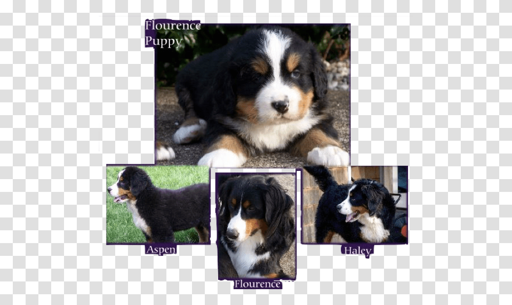 Mountain Dog Puppies For Sale, Pet, Canine, Animal, Mammal Transparent Png