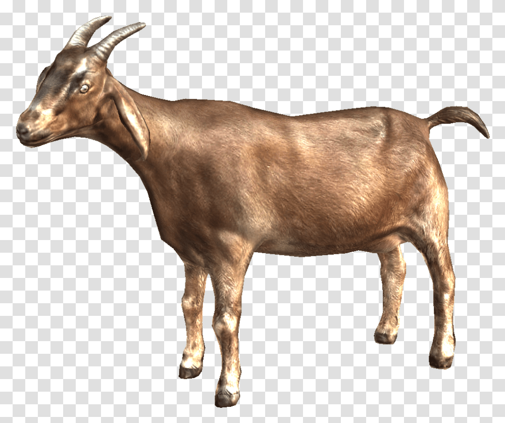 Mountain Goat Goat, Mammal, Animal, Antelope, Wildlife Transparent Png