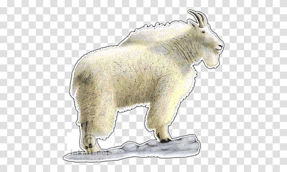 Mountain Goat, Mammal, Animal, Wildlife, Elephant Transparent Png