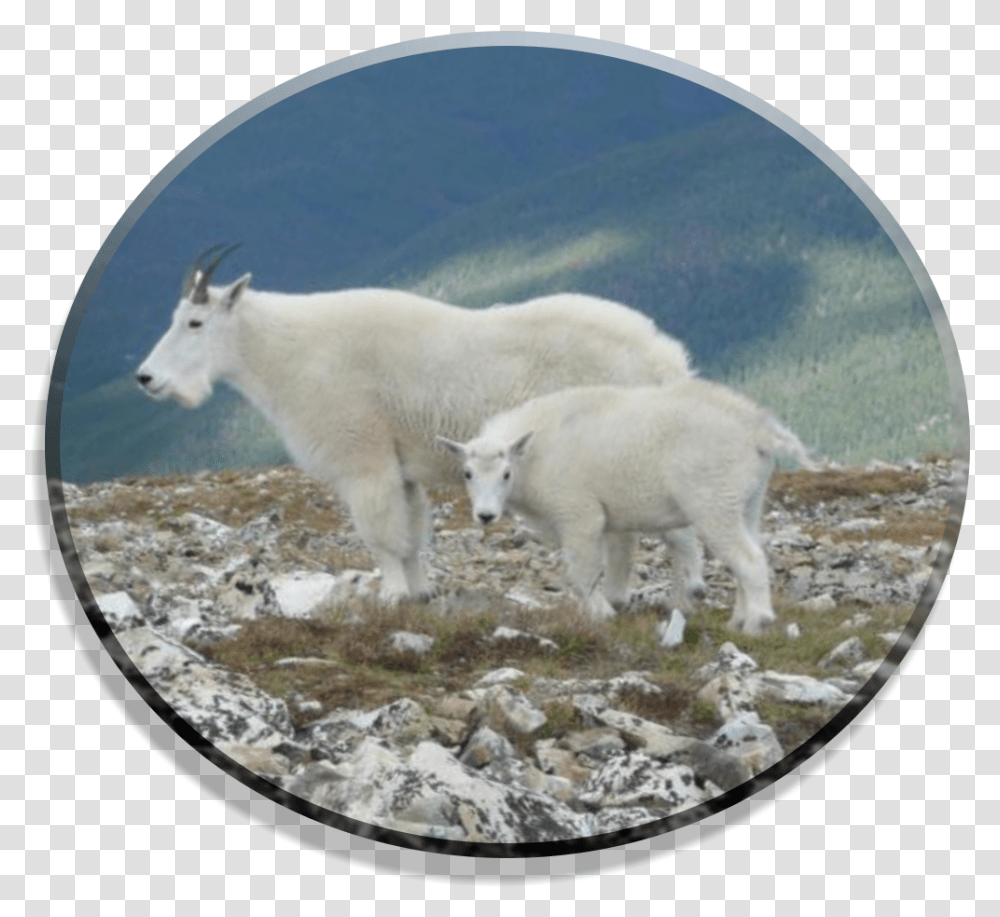 Mountain Goat, Mammal, Animal, Wildlife, Sheep Transparent Png