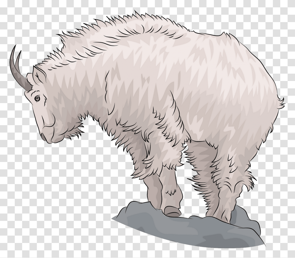 Mountain Goat, Mammal, Animal, Wildlife Transparent Png