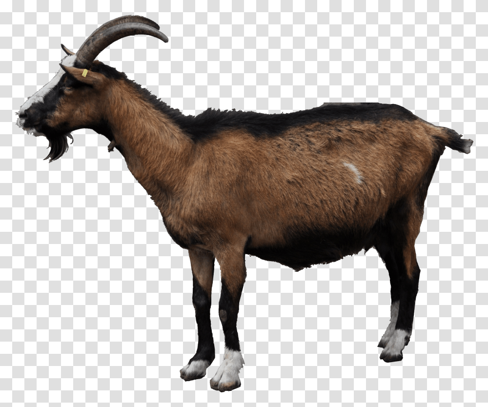 Mountain Goat Mountain Goat Background, Antelope, Wildlife, Mammal, Animal Transparent Png