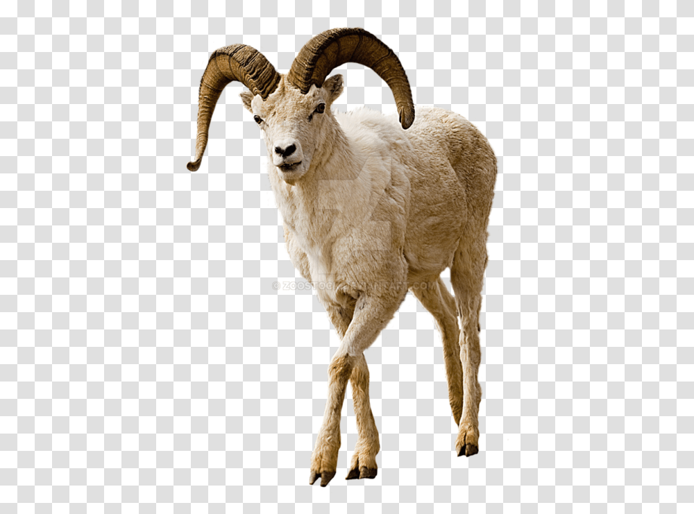 Mountain Goat No Background, Sheep, Mammal, Animal, Wildlife Transparent Png