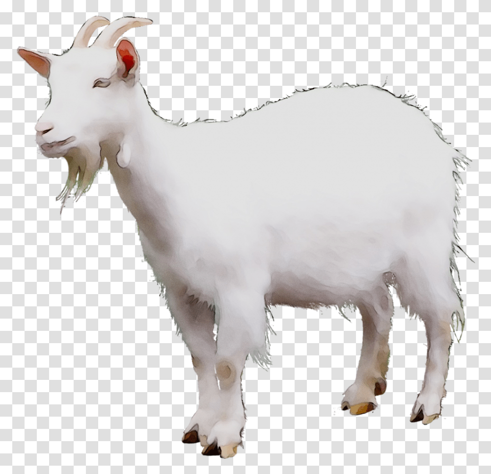 Mountain Goat Sheep Cattle Terrestrial Animal Kambing, Mammal, Wildlife, Chicken, Poultry Transparent Png