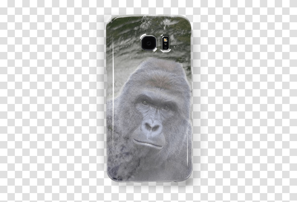 Mountain Gorilla, Ape, Wildlife, Mammal, Animal Transparent Png