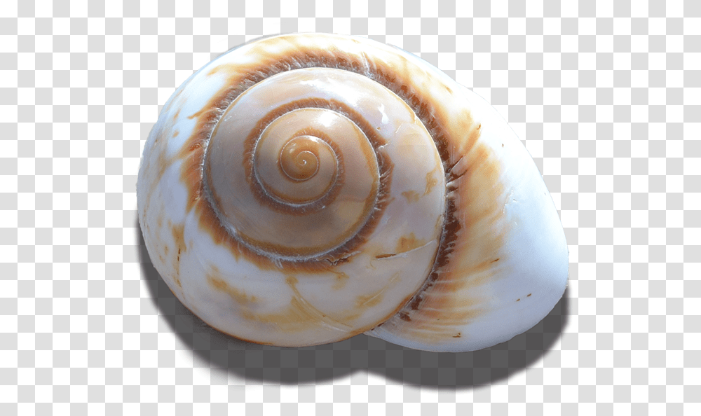 Mountain Land Snail Polish 3 3 Shell, Egg, Food, Sea Life, Animal Transparent Png