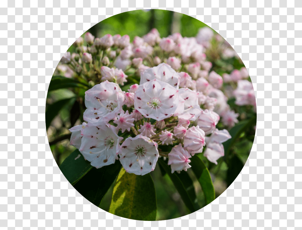 Mountain Laurel, Plant, Flower, Blossom, Geranium Transparent Png