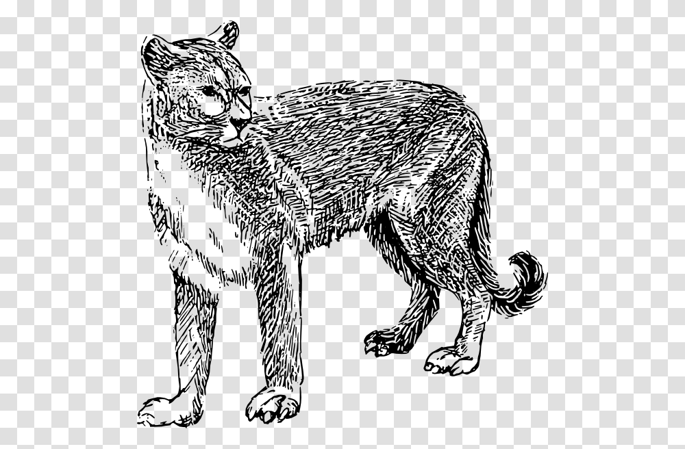 Mountain Lion Clipart Drawn Mountain Lion Clipart Black And White, Mammal, Animal, Pet, Cat Transparent Png