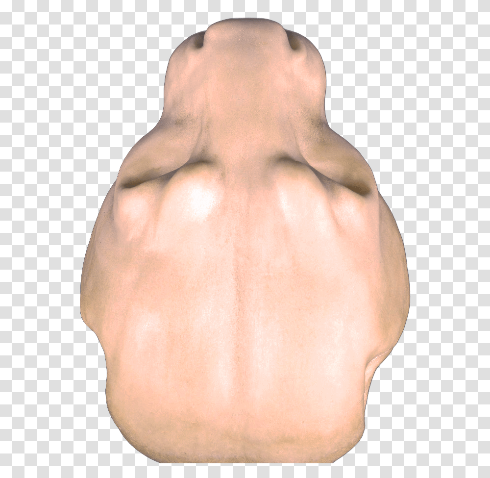 Mountain Lion Head Lion Head Top View, Person, Human, Knee, Skin Transparent Png