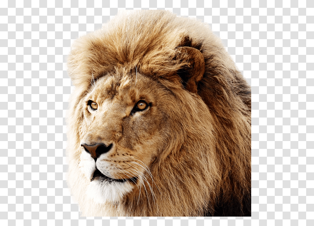 Mountain Lion Os X Lions Are Not As Cool As Os X Mac Os X Lion, Wildlife, Mammal, Animal, Bear Transparent Png