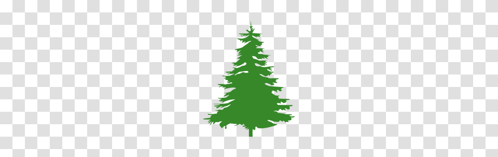 Mountain Pine Tree Silhouette, Plant, Ornament, Christmas Tree, Fir Transparent Png