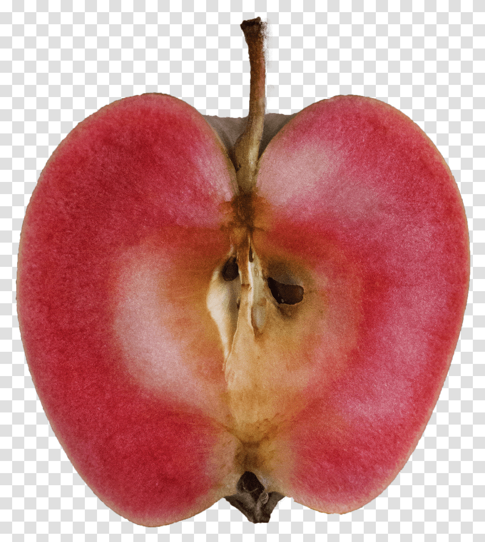 Mountain Rose Apples Transparent Png