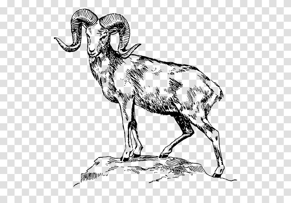 Mountain Standing Free Graphic Mountain Goat Clip Art, Animal, Mammal, Wildlife, Zebra Transparent Png