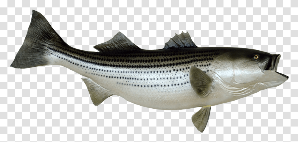 Mounted Striped Bass Clip Art Royalty Free Striped Bass Art, Coho, Fish, Animal, Sea Life Transparent Png