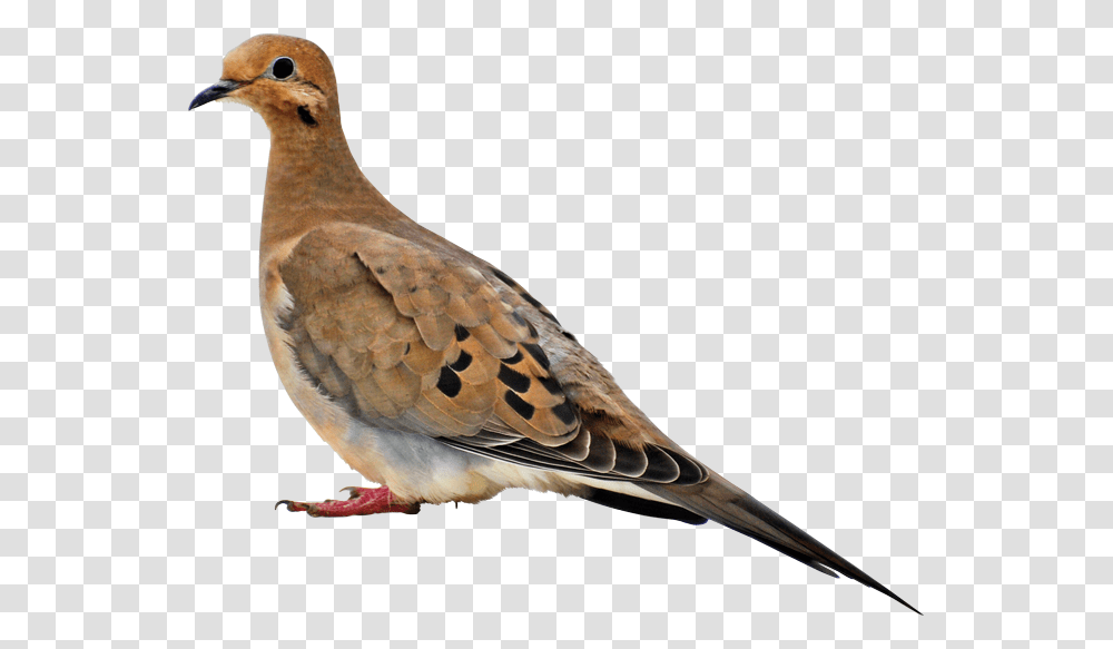 Mourning Dove, Bird, Animal, Pigeon, Beak Transparent Png