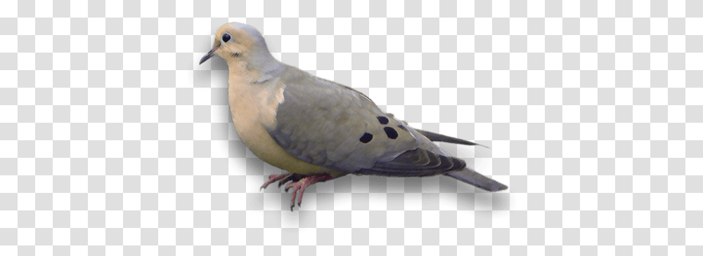 Mourning Dove, Bird, Animal, Pigeon Transparent Png
