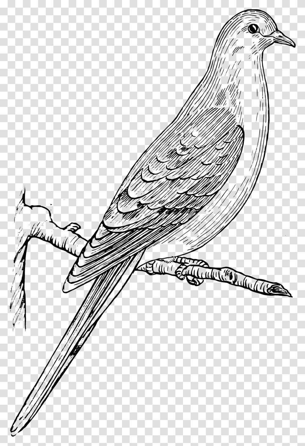 Mourning Dove Clip Arts Dove Clipart Black And White, Outdoors, Nature, Outer Space, Astronomy Transparent Png