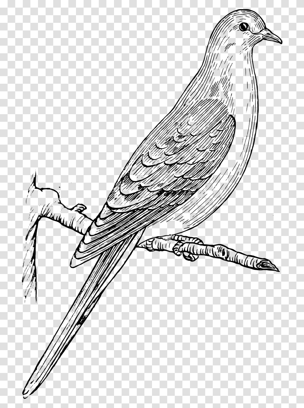 Mourning Dove Clipart Black And White, Outdoors, Outer Space, Astronomy, Face Transparent Png