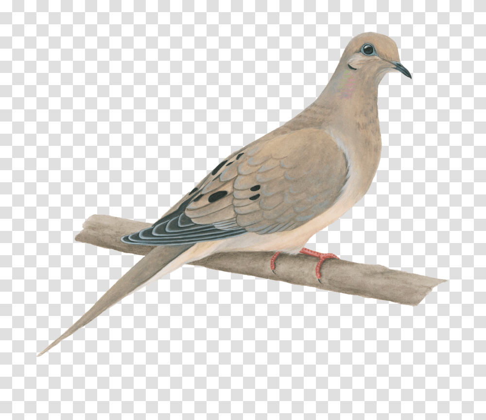 Mourning Dove No Background, Bird, Animal, Pigeon Transparent Png