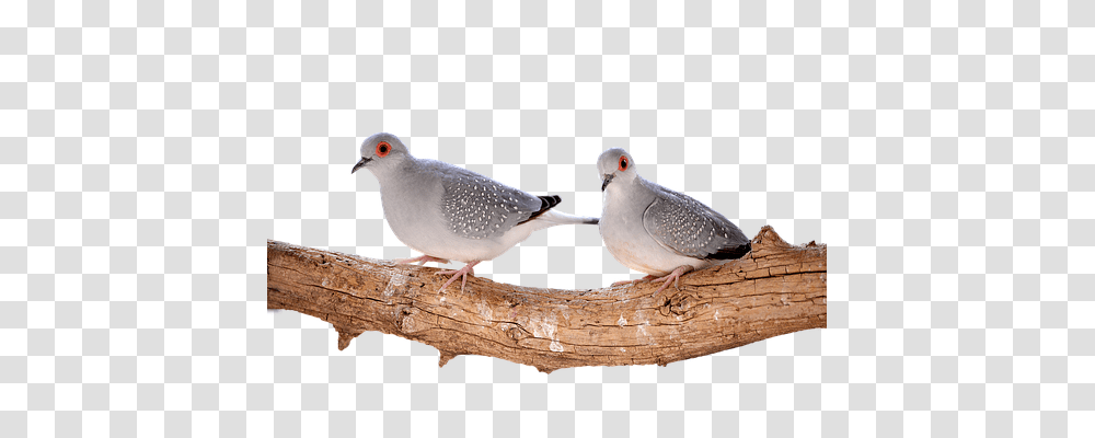 Mourning Doves Diamond Animals, Bird, Pigeon, Finch Transparent Png