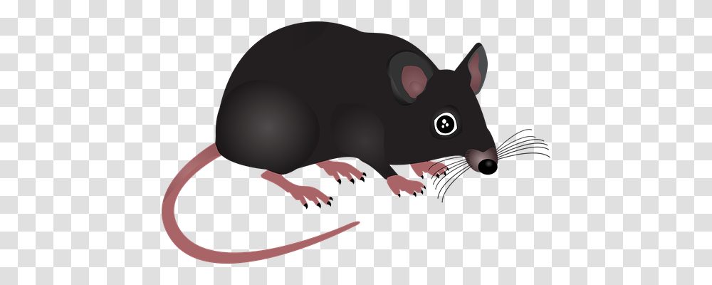 Mouse Animals, Mammal, Rodent, Wildlife Transparent Png
