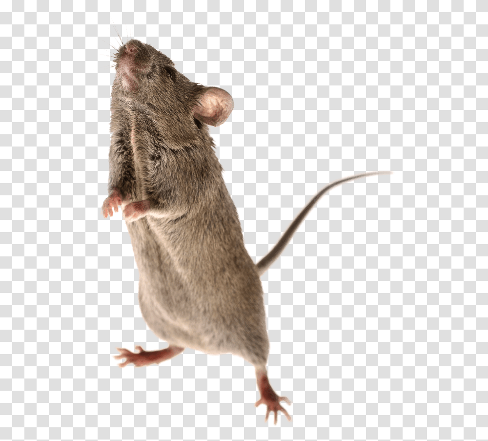 Mouse Animal Brown Rat, Rodent, Mammal, Kangaroo, Wallaby Transparent Png