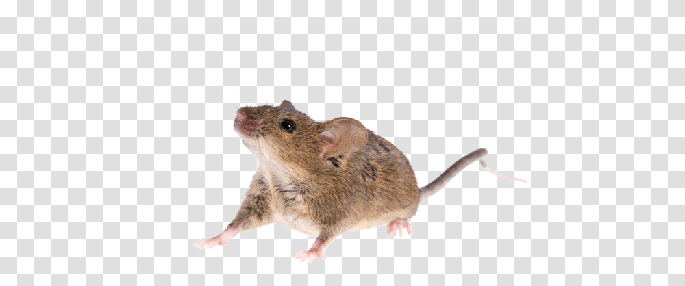 Mouse Animal Image Real Mouse, Rodent, Mammal, Rat, Pet Transparent Png